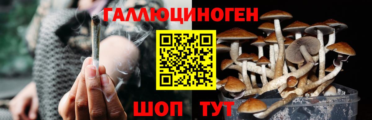Псилоцибиновые грибы Cubensis  Вход с VPN  Бутурлиновка 
